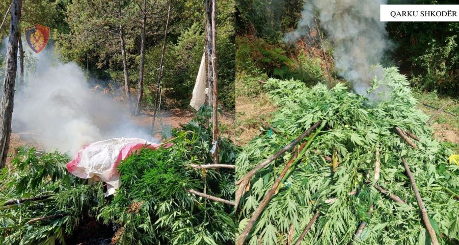 Operacioni “Territori i pastër”, asgjesohen mbi 2 mijë bimë kanabisi në Shkodër shkoder