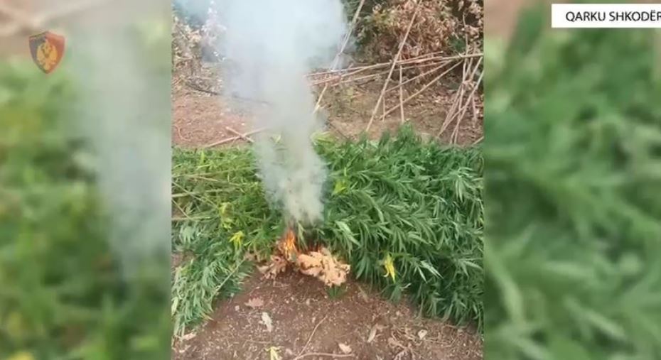 Sekuestrohen 8 kilogramë kanabis në formë boçeje, shpallen në kërkim babë e bir në Shkodër shkoder