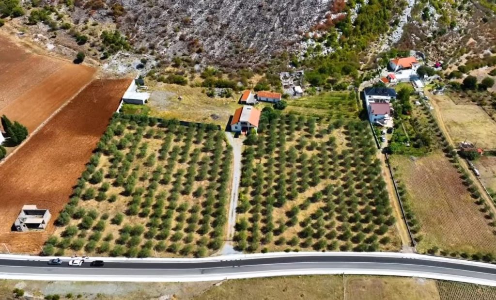 Rama: Fermerët shtojnë plantacionet e ullirit në Malësi të Madhe Capture 21