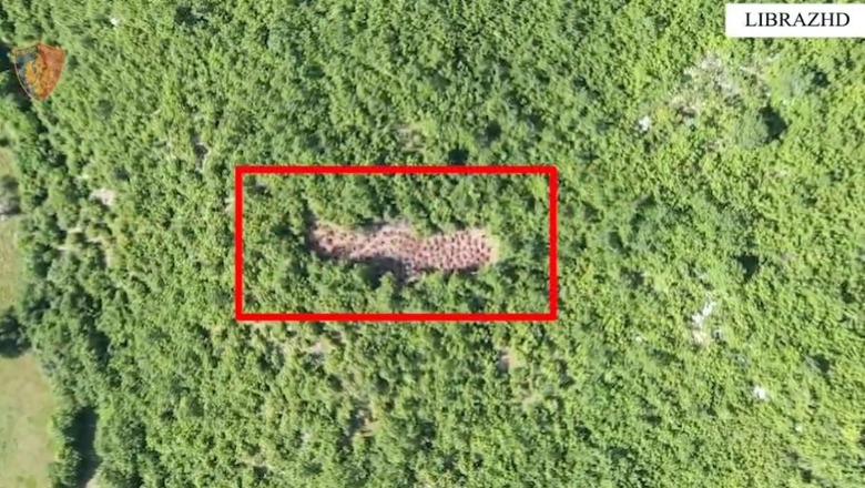 Kishte kultivuar 150 fidanë kanabis, arrestohet një person në Librazhd 1750320006 parcelamekanabis99