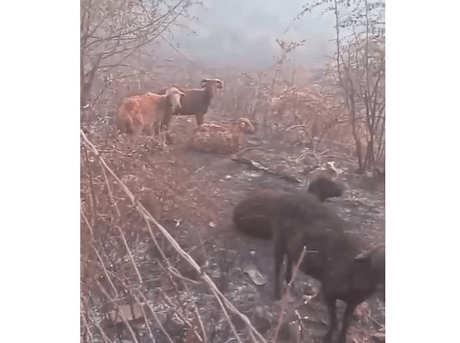 Situatë alarmuese, digjen të gjalla bagëtitë në Delvinë, pronari akuza qeverisë IMG 2248