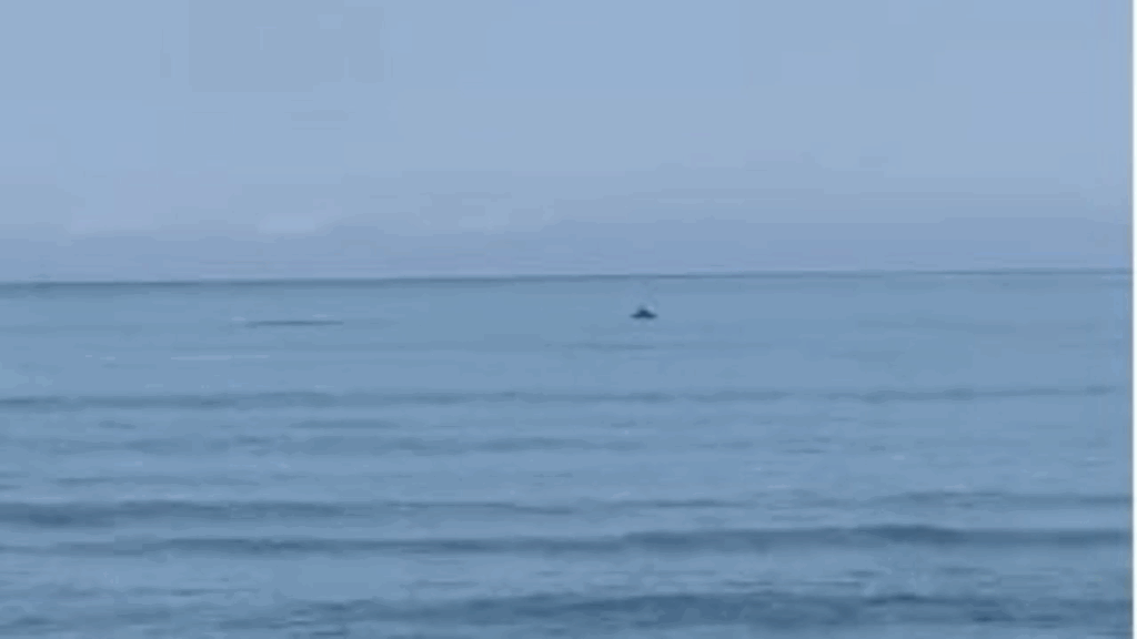 Delfinët vizitojnë bregdetin e Darzezës IMG 4033
