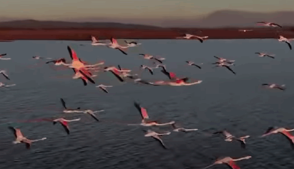 Rama poston pamjet, flamingot shfaqje magjike në Parkun Kombëtar ”Divjakë-Karavasta” Screenshot 2025 11 06 193956