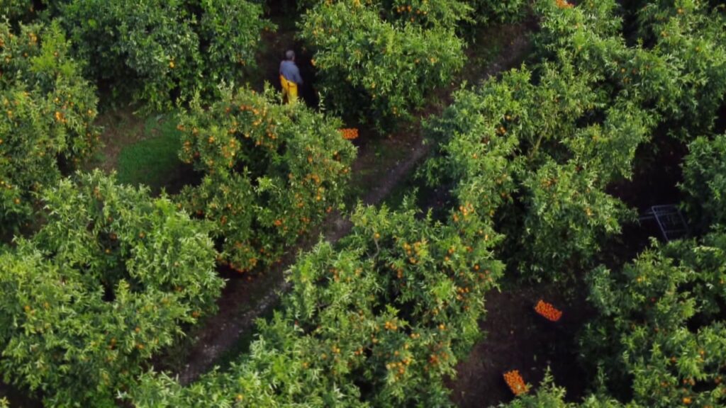 vlcsnap 2025 11 08 15h07m42s728 sd