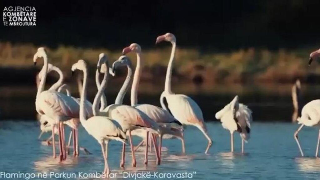 3 800 0 1771772634x1771771808 flamingo 983