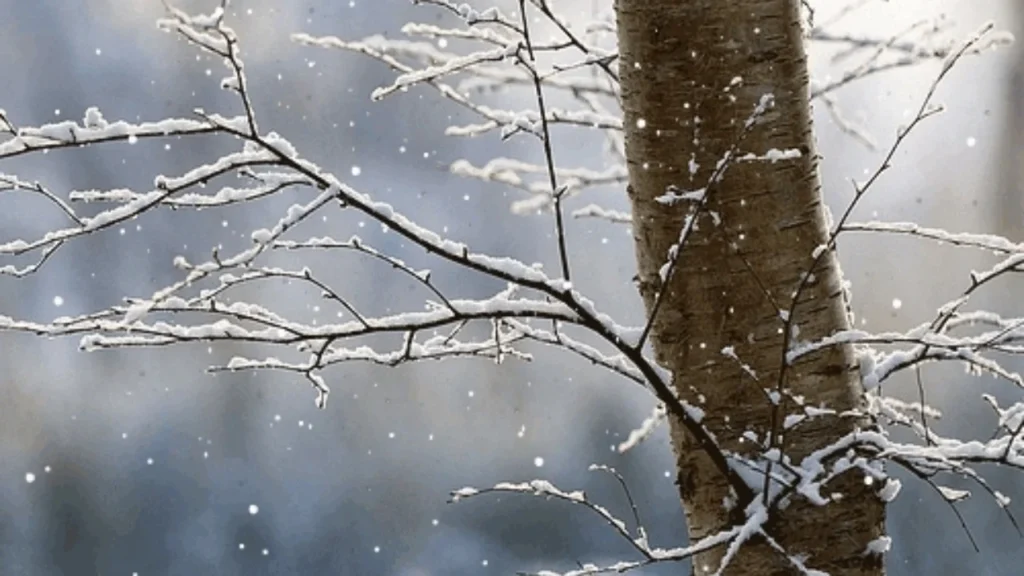 Reshje shiu dhe dëbore, si parashikohet moti për këtë të shtunë IMG 0116