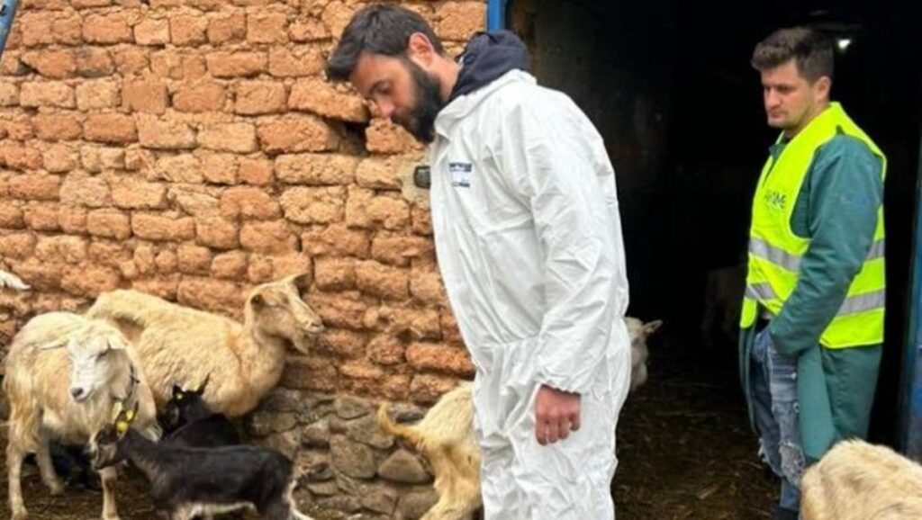 Konfirmohet një rast i Murtajës te dhitë në Bulqizë, Autoriteti i Veterinarisë: Nuk transmetohet te njerëzit Bulqize