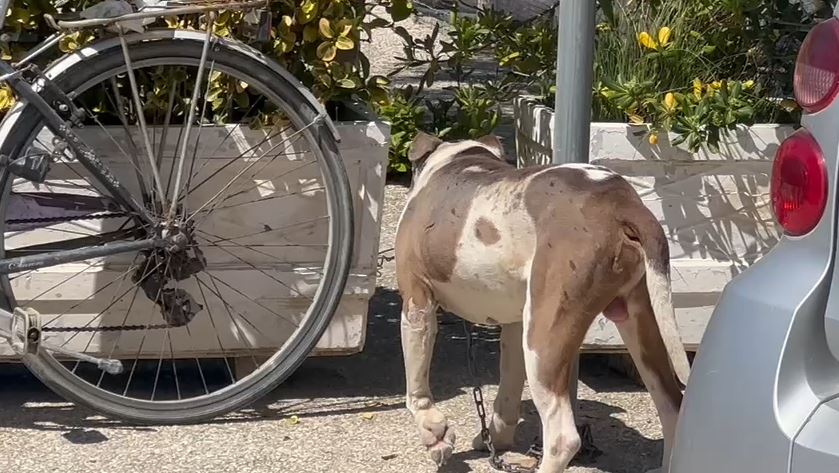Po shëtiste me gjyshen në Lungomare, 4-vjeçarja sulmohet nga qeni pitbull IMG 0755