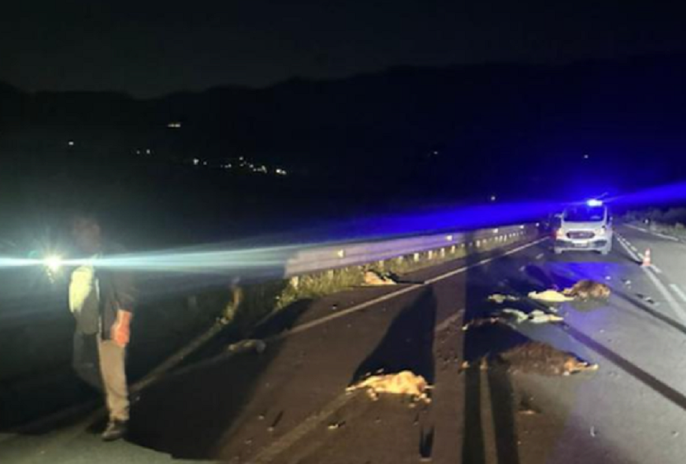 Makina merr përpara bagëtitë e imta në Vlorë, pla*goset rëndë bariu aksident 1