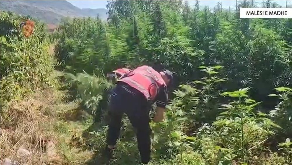 Operacioni “Flagranca” në Malësi të Madhe, zbulohen 306 bimë kanabisi dhe arrestohen dy persona. 1000 0 1757236990xdcsdc 548