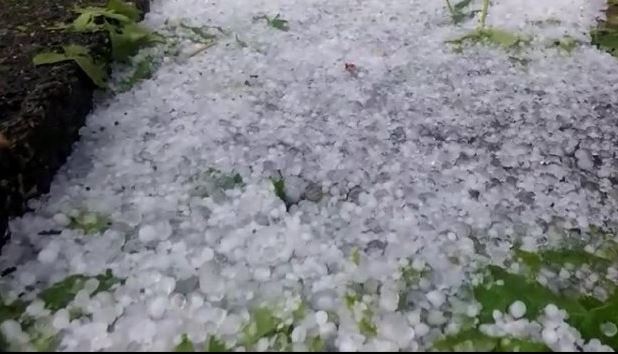 Breshëri shkatërron të mbjellat në Maliq, fermerët humbin pjesën më të madhe të prodhimit 88
