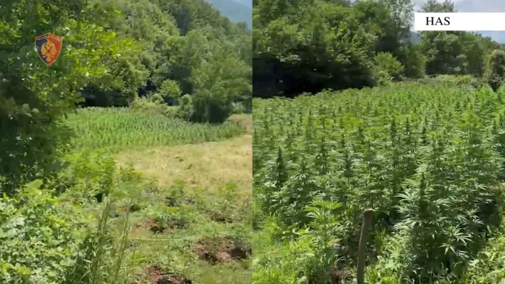 Zbulohet “parcela” me 1874 rrënjë kanabis në Kukës, në pranga babë e bir! Në kërkim djali tjetër, procedohet edhe kryeplaku i fshatit WhatsApp Image 2026 07 03 at 11 sd