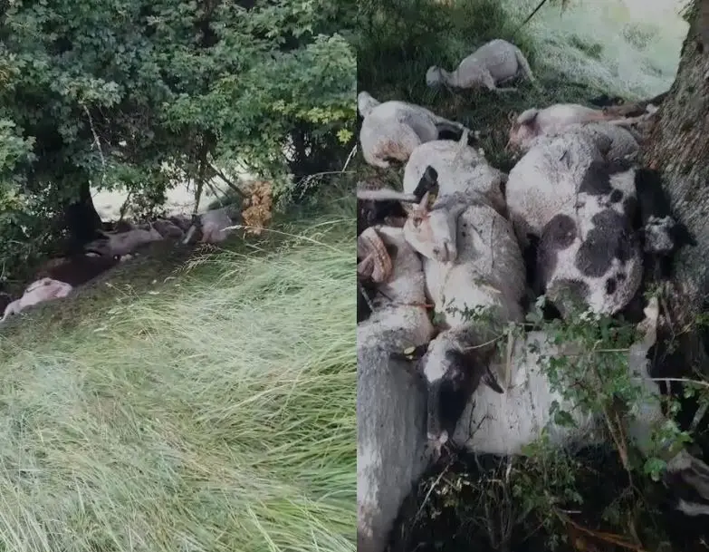 Maliq/ Rrufeja godet tufën në malin e Nikollarës, ngordhin rreth 30 krerë bagëti të imëta bb