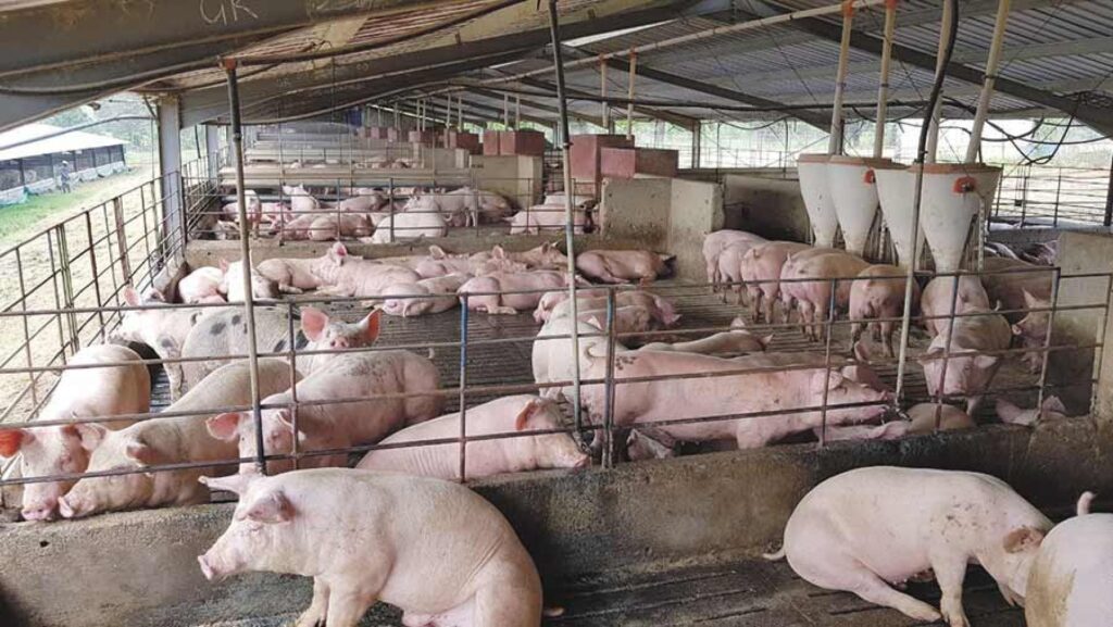 Serbia përballet me përhapjen e etheve afrikane të derrave, zgjerohet harta e vatrave të infeksionit 1 pig