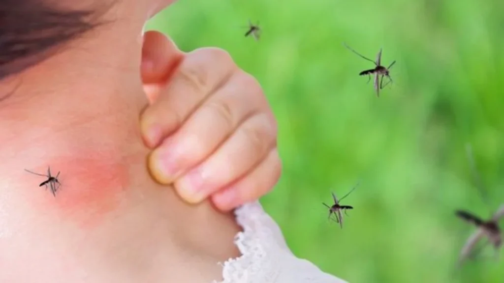 Virusi i Nilit Perëndimor përhapet në Greqi, gjashtë viktima dhe dhjetëra të infektuar 640 0 1722960569xmushkonje 750x439 315 sd
