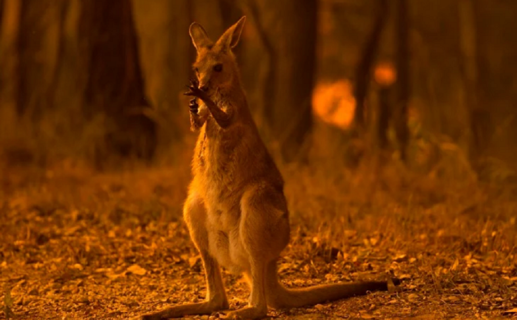 Australia regjistron rastin e parë të gripit të shpendëve tek gjitarët gjitaret