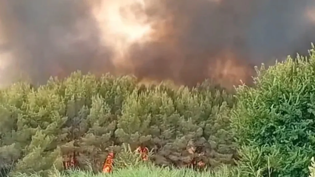 Zjarr në Selenicë, flakët përfshijnë pyllin me pisha dhe një varrezë automjetesh zjarr vlore sd